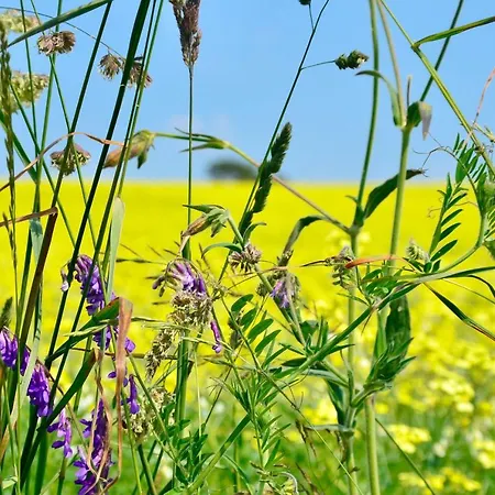 Meerforelle 207 - Seeblick Apartment Sassnitz