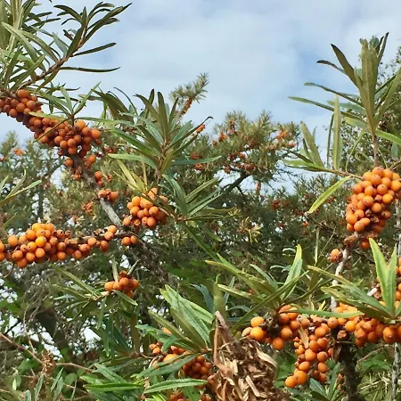 Meerforelle 207 - Seeblick Засниц