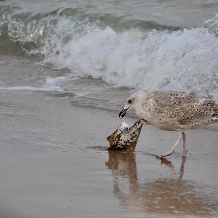 Meerforelle 207 - Seeblick * Sassnitz