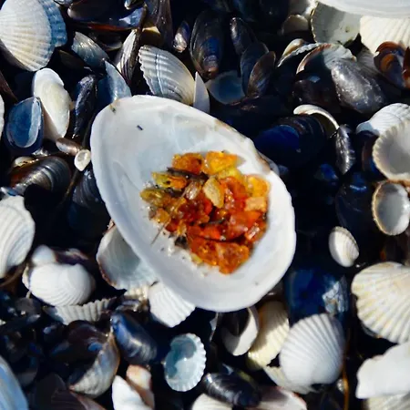 Meerforelle 207 - Seeblick *