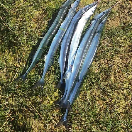 Meerforelle 207 - Seeblick Apartamento Sassnitz