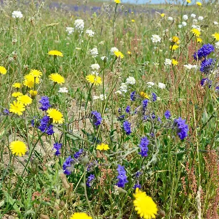 Meerforelle 207 - Seeblick Засниц