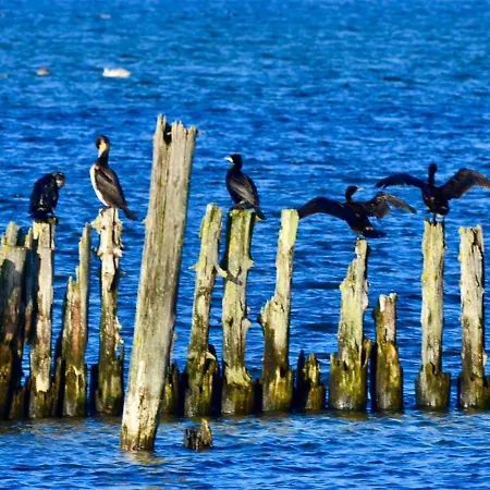 Meerforelle 207 - Seeblick * Sassnitz