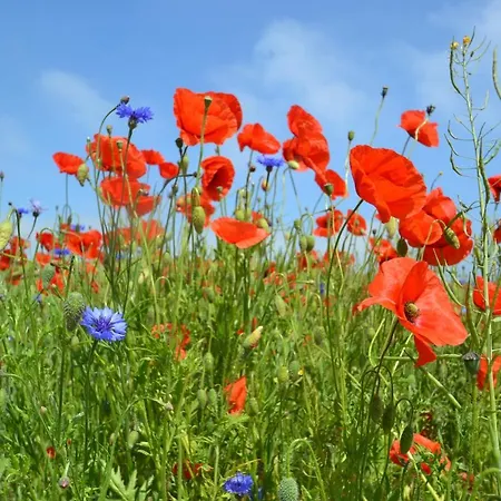 Meerforelle 207 - Seeblick